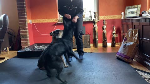 Incredible dog stunt