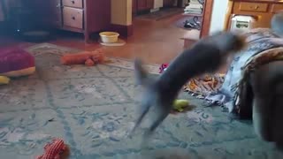 Funny Cats and Dogs video compilation