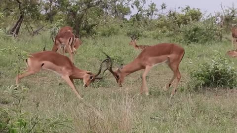 Impalas fighting