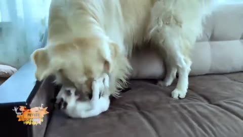 These guys will make you Laugh Cat & Dog Funny Videos