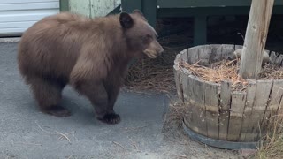 Bear Scared Down Stairs by Dogs