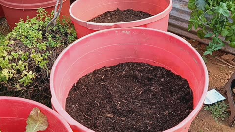 How to grow celery! Part 1.