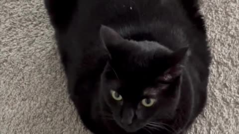 Adopting a Cat from a Shelter Vlog - Cute Precious Piper is a Sweet Cake Loaf #shorts