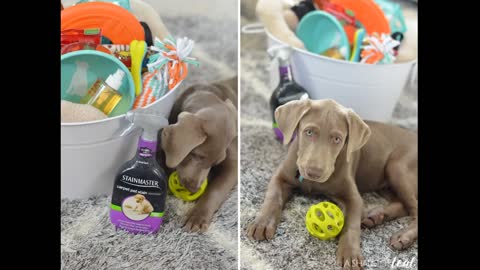 Puppy Starter Kits for Small Dog, 24pcs New pup Dog Starter kit Gift Set,Includes:Dog ToysDog...