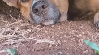 Adorable Dog Finds Unique Spot to Stay Cool: Under the Car!