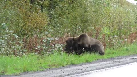 Epic grizzly bear fight!