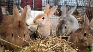 Feeding Time at the Rabbit Sanctuary.