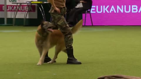 Amezing Dog Performs CPR, Squats And Pres