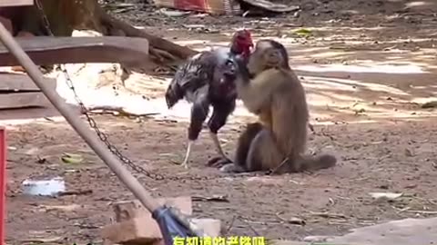 Monkey vs Chicken 🐓 🙉 funny clips
