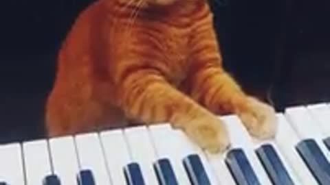 The pianist cat - it's all very classic