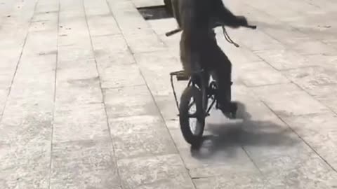 monkey riding a bicycle