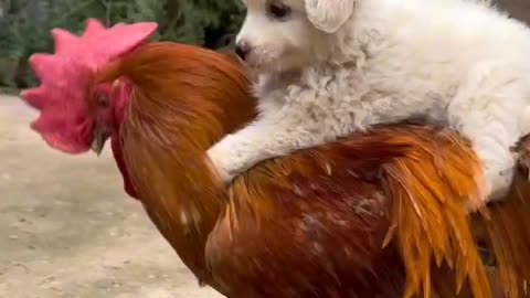 Puppy riding cock bird