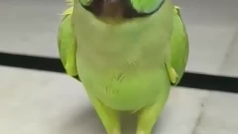 Parrot song talking playing