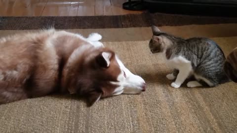 Husky gets bully