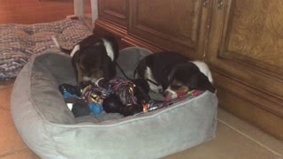 Charlie & Chloe discovering the “toy box”