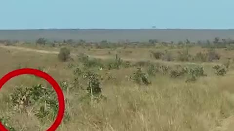 Lions Ambushes Warthog.