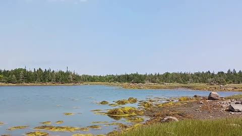 Raptors attack birds in the salt marsh