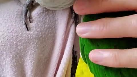 Snuggling parrot gets interrupted by his jealous brother