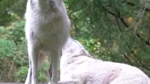 Two beautiful white wolves seem to be singing