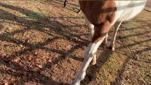 Mud clod from horses hooves take out camera!!!