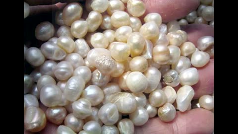 Pearl and Coral اللُّؤْلؤُوالمَرجَان