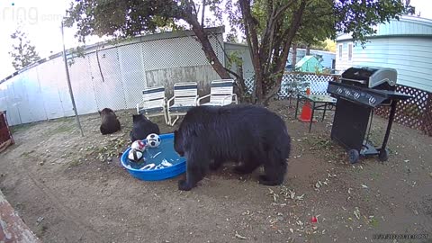 Bears Play in the Backyard