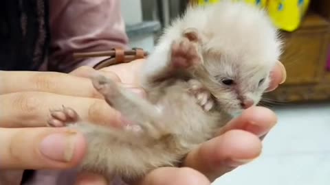 7 days old kitten