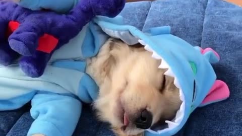 Adorable Dog Sleeping Through😍🐕