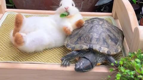 The little bunny lies leisurely and carefree on the turtle.