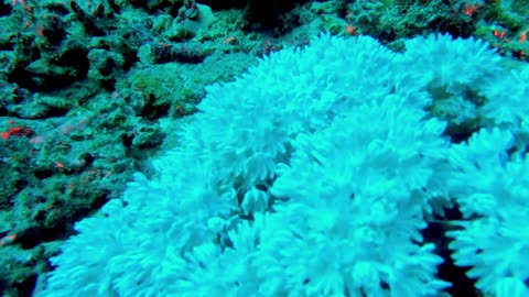Coral feeding in the ocean current is beautiful and...
