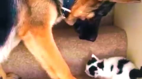 Adorable Cat Receives Heartwarming Help from a Dog - Aww Moments!"