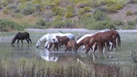 Relax Wild Mustangs in America Wild Horses