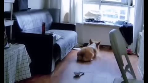 Dog and cat in a funny scene