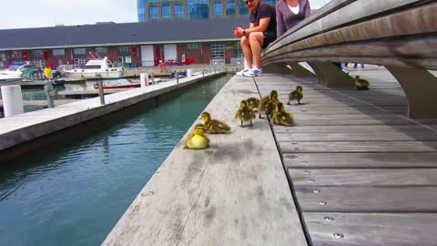 Duck Drop on Queens Quay Toronto May 4th 2012