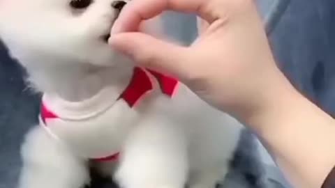 Cute puppy Dog 🐕😍