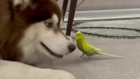 Funny Video Of Dog And Parrot - Cute Animal - Funny Video