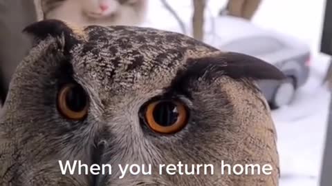When you return home and find an unexpected guest