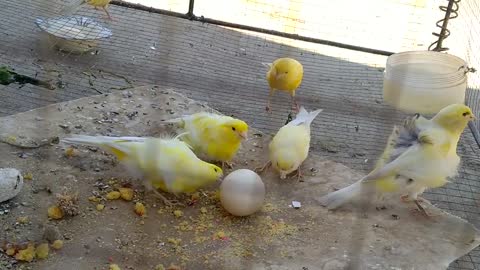 Canary birds Eating Egg. Canary birds best food