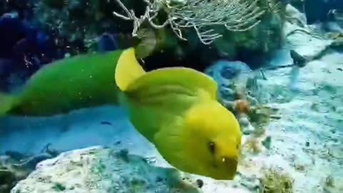 Amazing under water fish