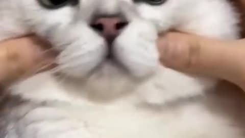 My funny cat ( cute face 😺) you love this 😍