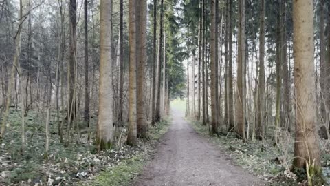 Walking in the forest