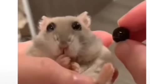 Bebé bonita 🐹❤️