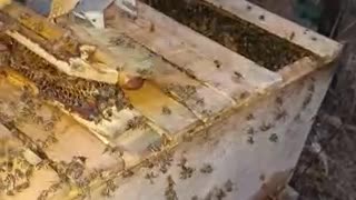 Gentle Handling Of Wild Bees During Harvesting