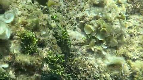 Snorkeling Adventures, Philippines. Amazing clear water in a tropical underwater wonderland