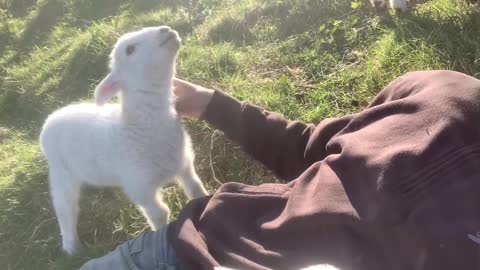 Cute Lamb Needs Attention