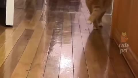 Funny cat video