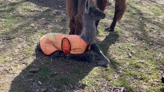 Newborn Llama Learning How Legs Work