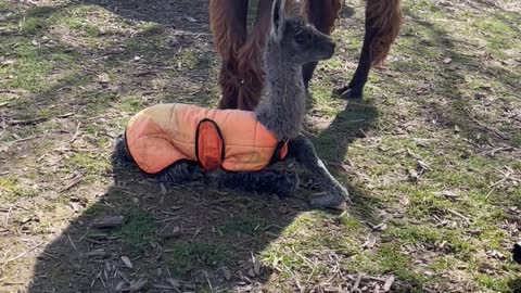 Newborn Llama Learning How Legs Work