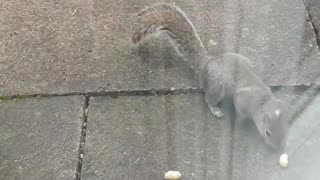 A hungry squirrel