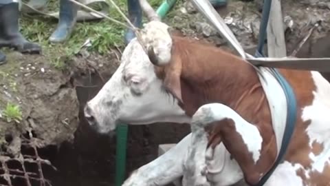 Guys Do The Sweetest Thing For A Trapped Cow | The Dodo